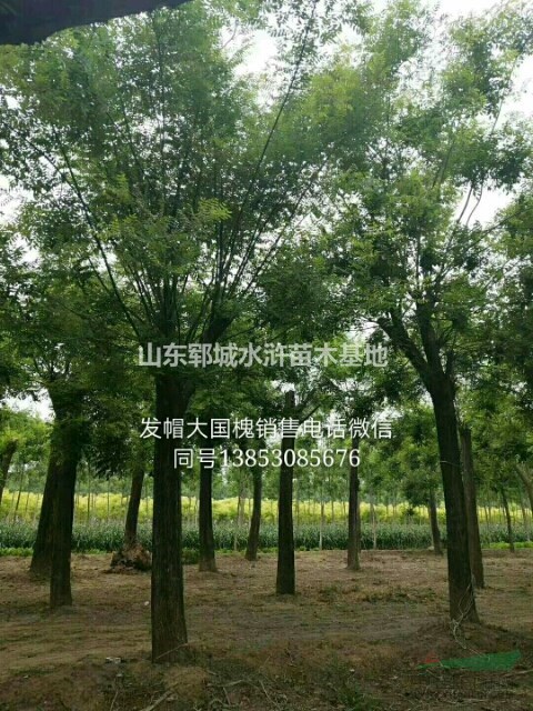 14公分國(guó)槐價(jià)格山東14公分國(guó)槐樹價(jià)格