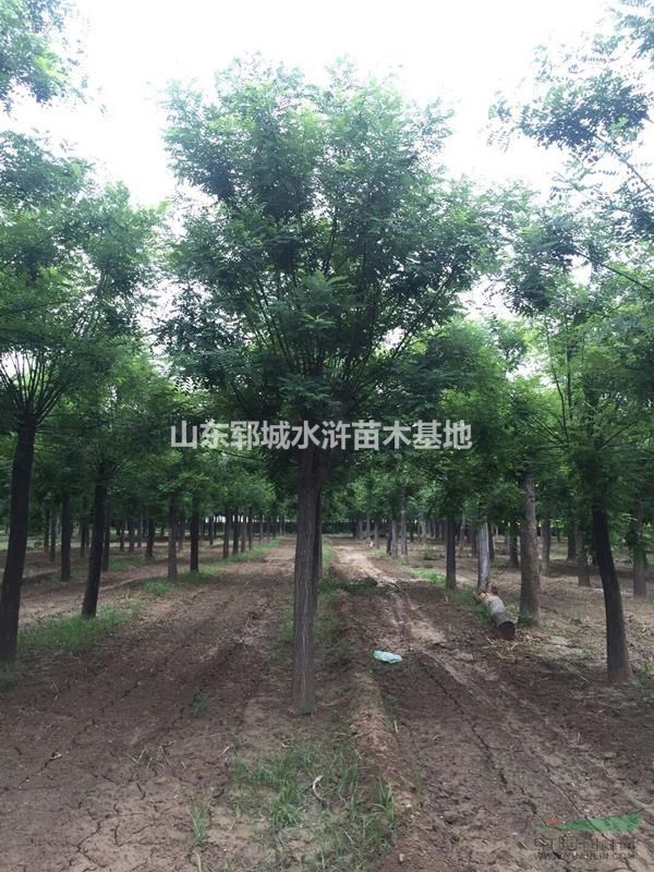 14公分國(guó)槐價(jià)格山東14公分國(guó)槐樹價(jià)格