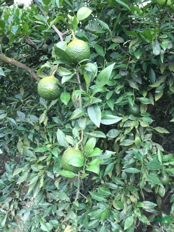 小葉香橙種子 四川資陽(yáng)香橙種子 