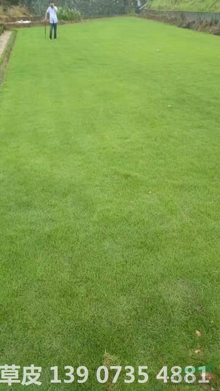 可供南昌高速公路邊坡綠化種植草皮批發(fā)價格