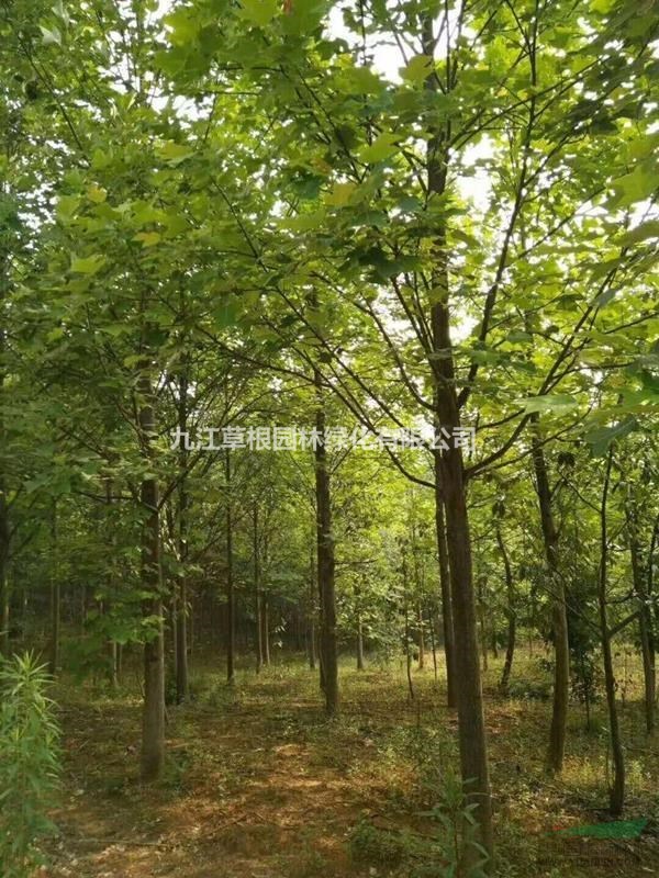 草根苗圃出售十到十八的全冠馬褂木