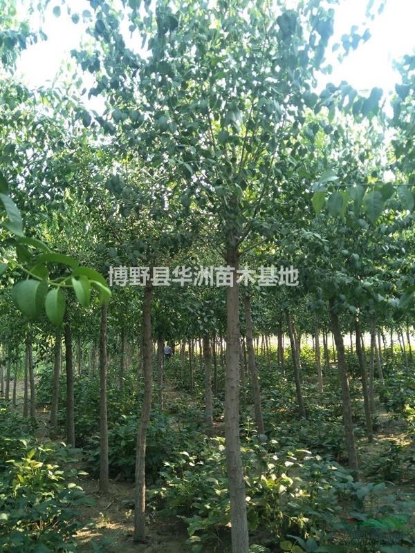 保定價格低3到15公分絲棉木
