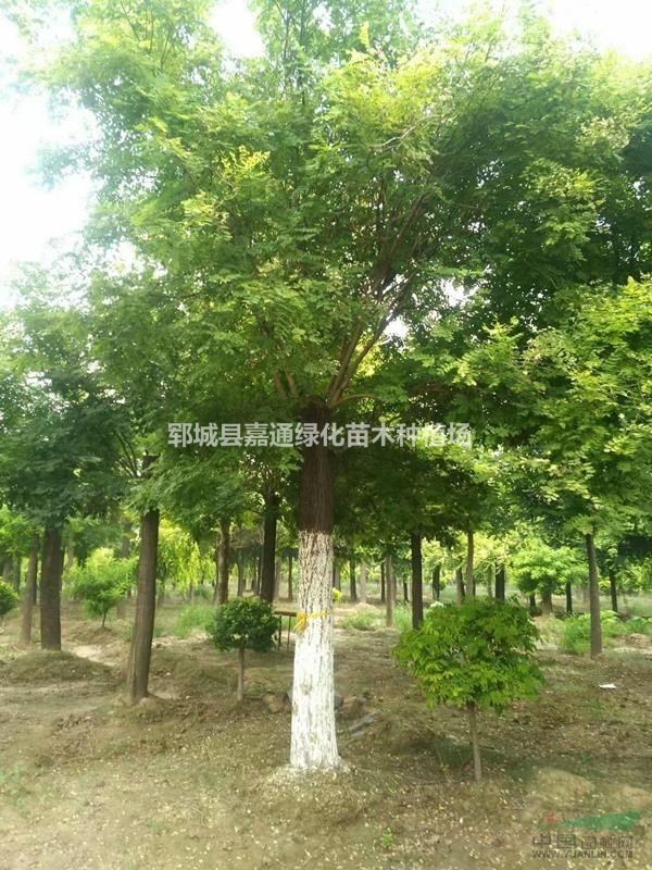 大量出售國(guó)槐  價(jià)格便宜  成活率高  歡迎搶購(gòu)