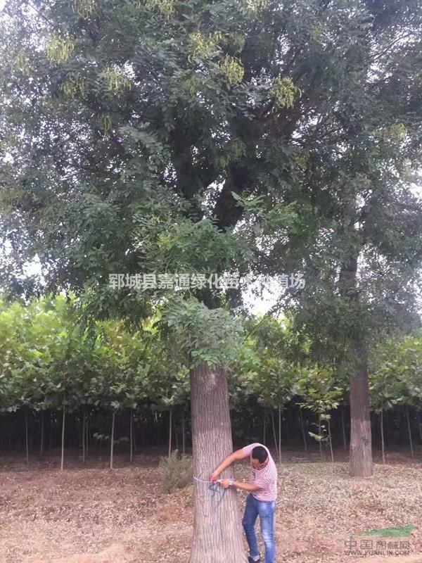 大量出售國(guó)槐  價(jià)格便宜  成活率高  歡迎搶購(gòu)
