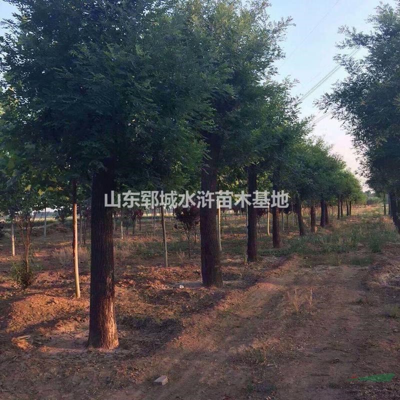30公分國槐價格山東30公分國槐價格報價