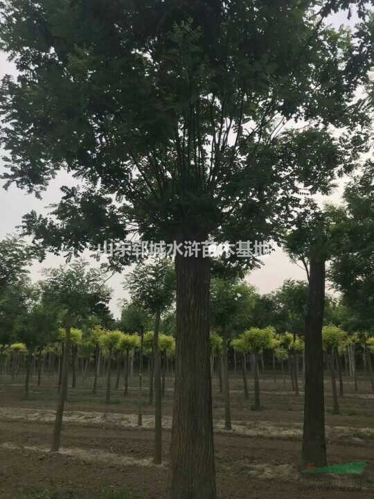 30公分國槐價格山東30公分國槐價格報價