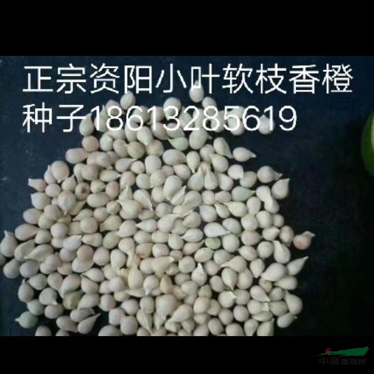 小葉香橙種子 四川資陽(yáng)香橙種子 