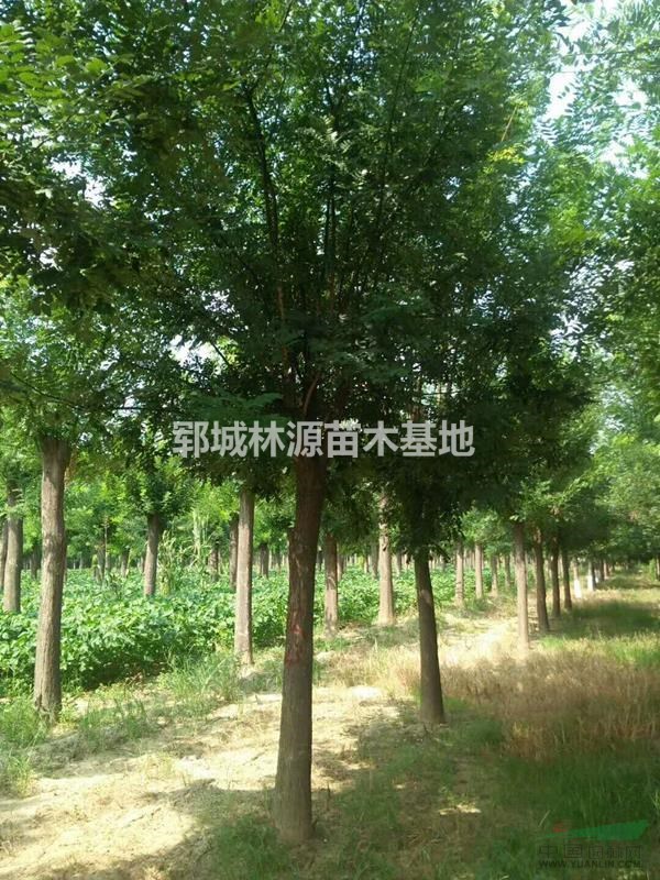 山東精品國槐基地/山東國槐樹供應/山東國槐批量供應