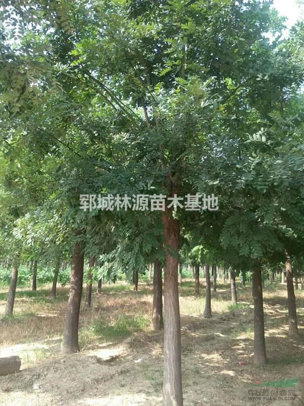 山東精品國槐基地/山東國槐樹供應/山東國槐批量供應