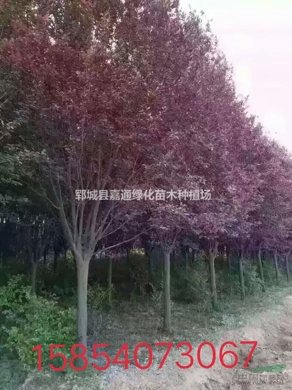 紫葉李價格信息  紫葉李苗木報價  求購信息