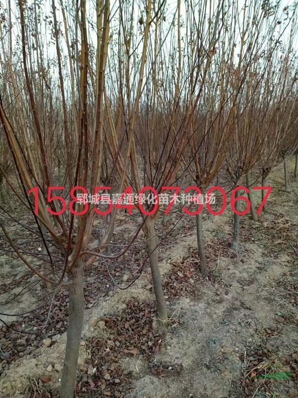 紫葉李價格信息  紫葉李苗木報價  求購信息