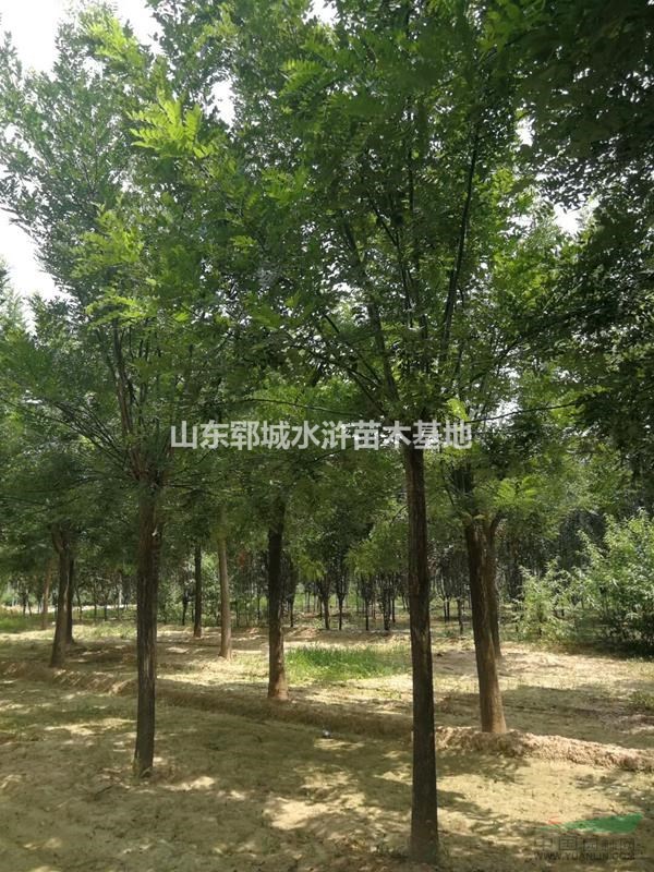 18公分移栽國槐樹一棵價(jià)格出售18公分移栽國槐