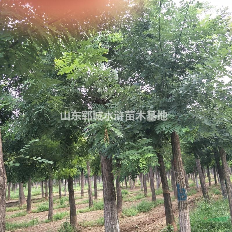 18公分移栽國槐樹一棵價(jià)格出售18公分移栽國槐