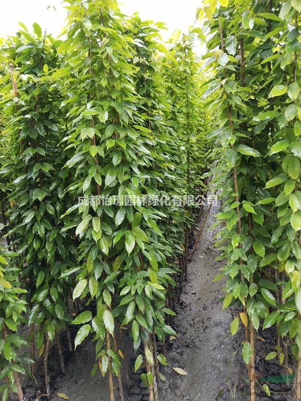 怡璟園林長期供應高2米油麻藤價格等攀爬植物