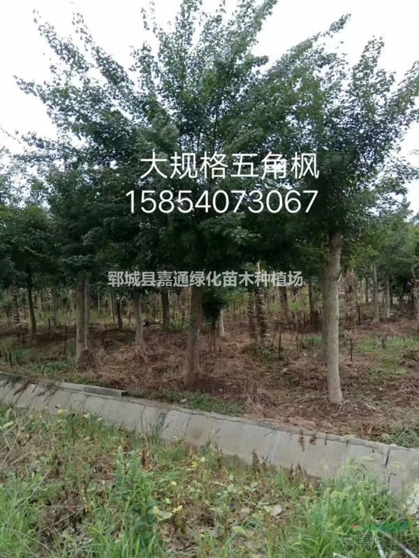 五角楓報價  五角楓形態(tài)  五角楓圖片