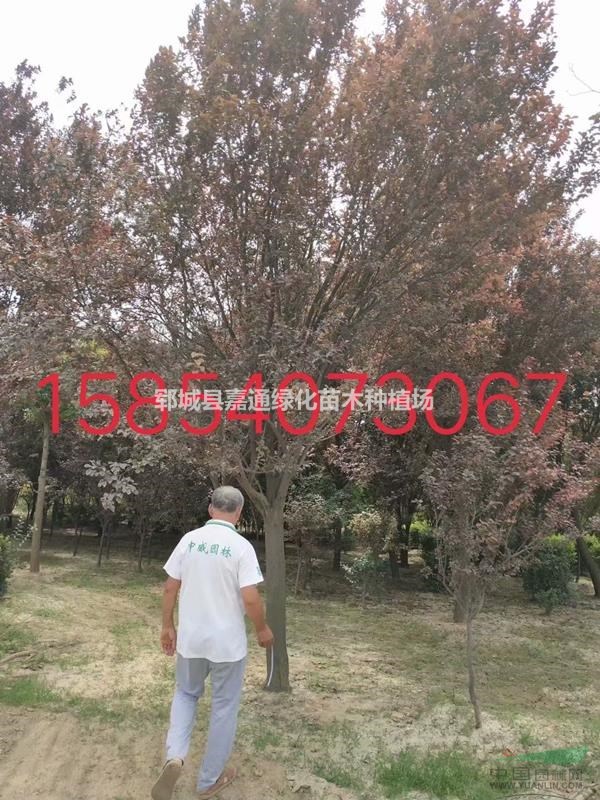 紫葉李 紫葉李價格信息   紫葉李圖片
