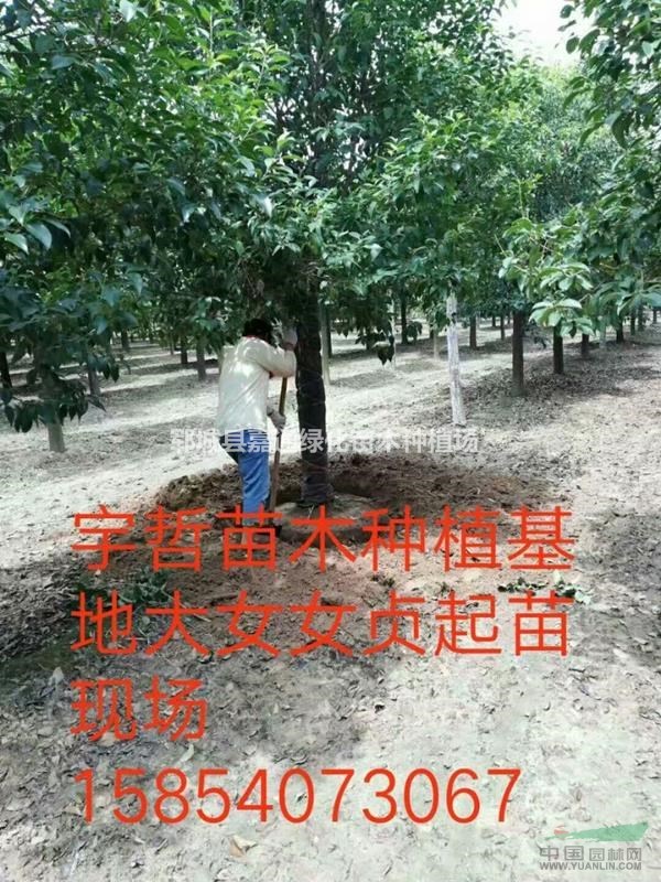 大葉女貞成活率高  價格低廉 樹形優(yōu)美  歡迎搶購