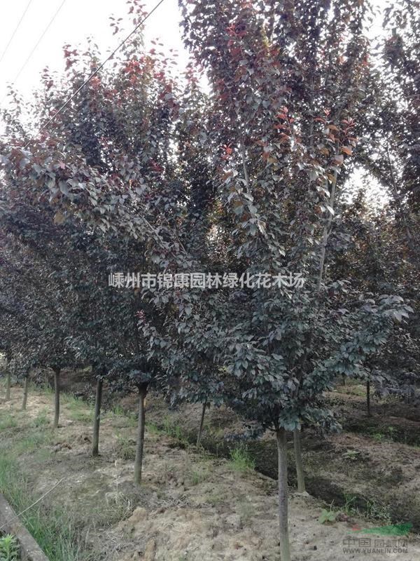 浙江嵊州供應(yīng)紅葉李1-18公分景觀工程苗