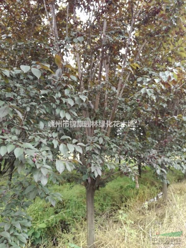 浙江嵊州供應(yīng)紅葉李1-18公分景觀工程苗