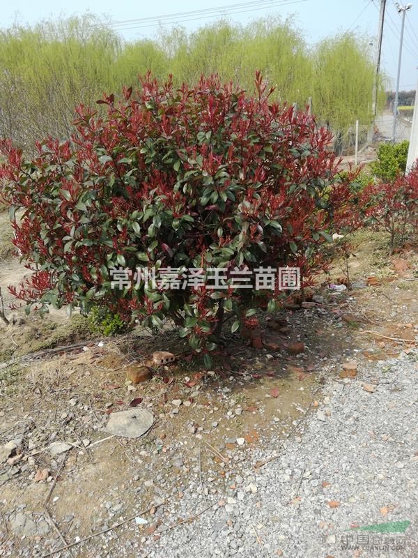 自產(chǎn)垂柳 香樟 西府海棠 紅葉李 櫻花