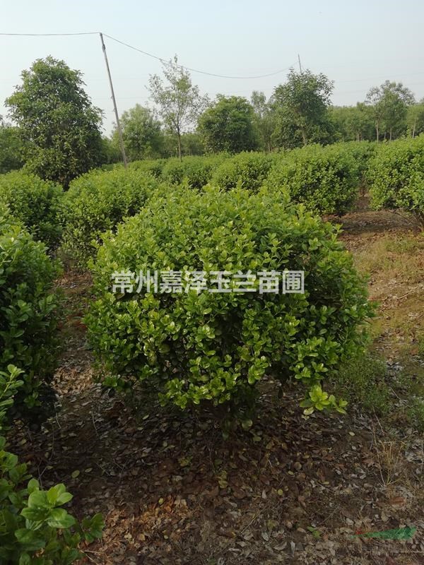 自產(chǎn)垂柳 香樟 西府海棠 紅葉李 櫻花