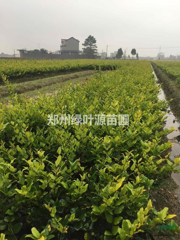 基地直銷(xiāo)金森女貞