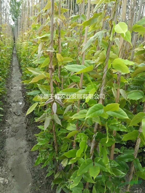 藤本植物、油麻藤、常綠油麻藤、一米高油麻藤