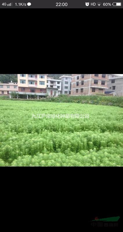 九江地區(qū)供應(yīng)金錢松