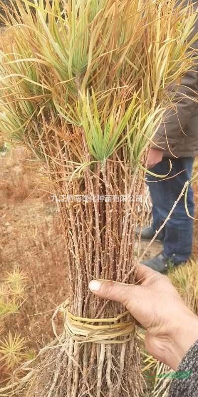 九江地區(qū)供應(yīng)金錢松