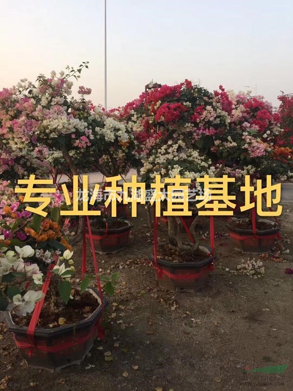 福建三角梅批發(fā) 勒杜鵑價(jià)格 紅花紫花三角梅球 造型多色三角梅