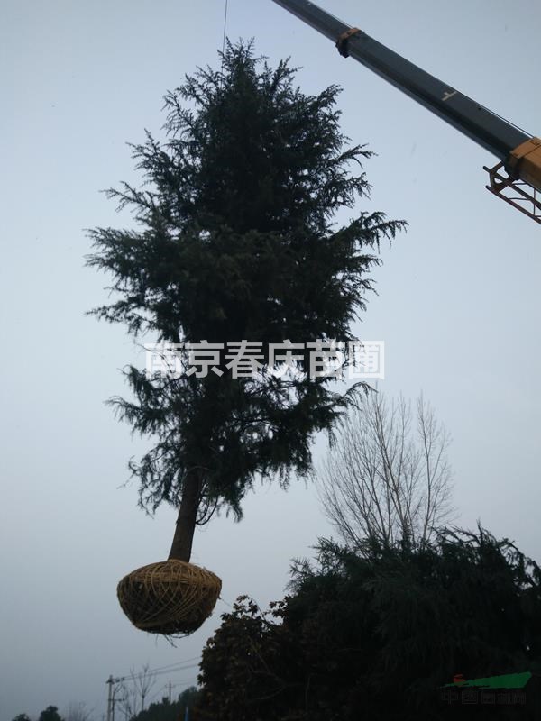 雪松樹苗基地6米5米4米高度雪松多少錢一棵 雪松價格信息