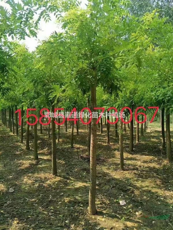 供應(yīng)15公分國槐 國槐樹報價 國槐樹圖片