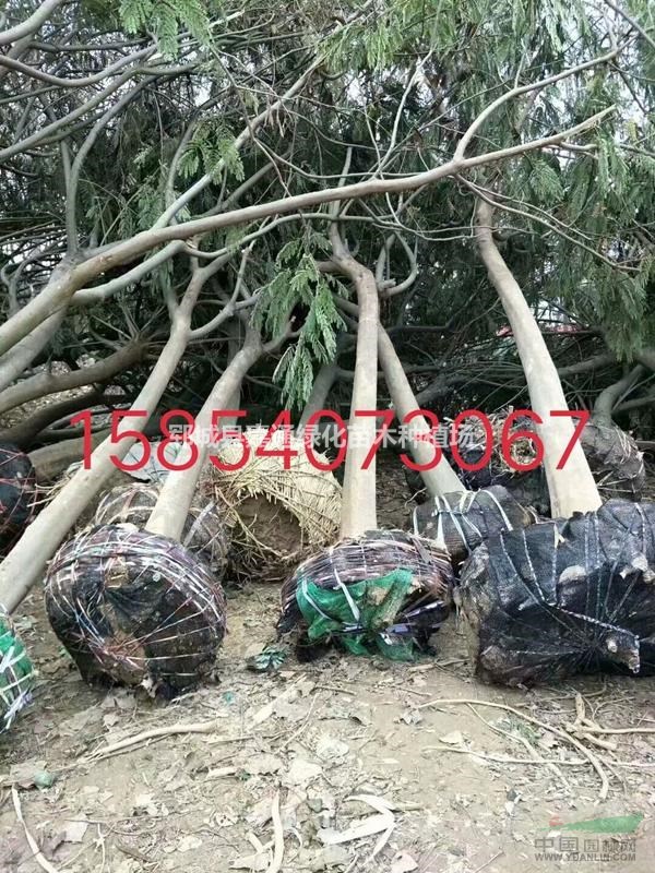 供應(yīng)15公分國槐 國槐樹報價 國槐樹圖片