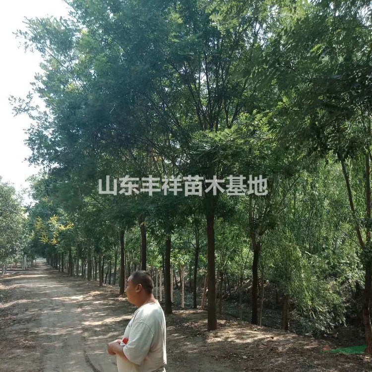 山東國槐18-20公分國槐價(jià)格詳細(xì)報(bào)價(jià)