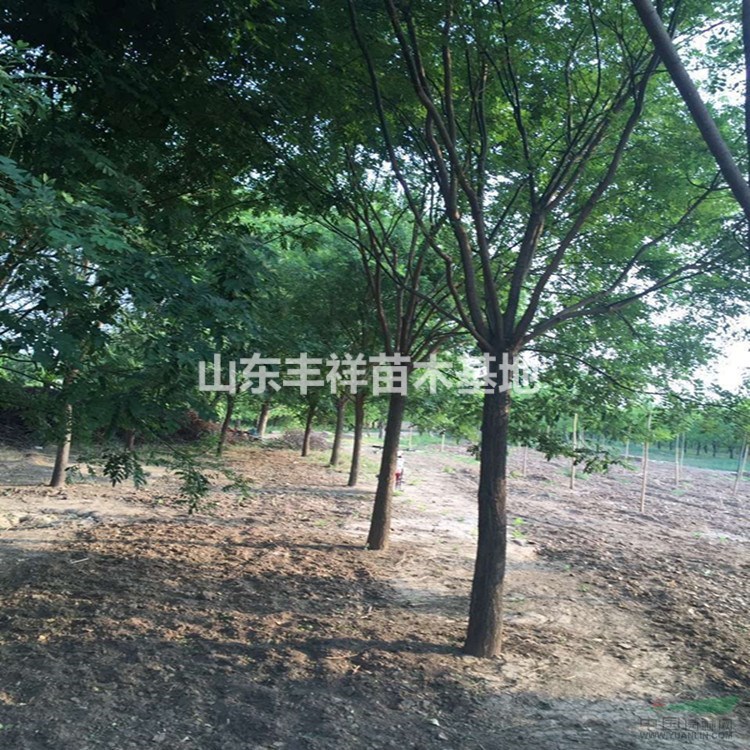 山東國槐18-20公分國槐價(jià)格詳細(xì)報(bào)價(jià)