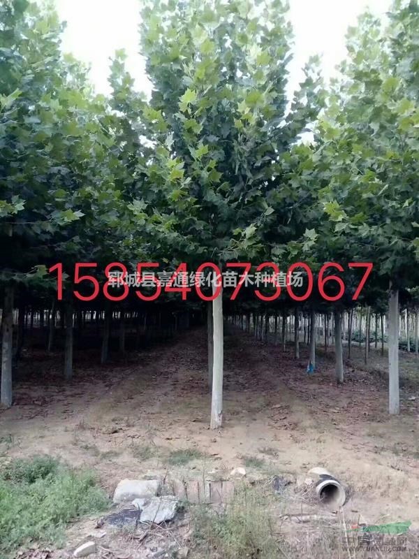 法桐樹價格咨詢  法桐小苗大量出售  歡迎搶購