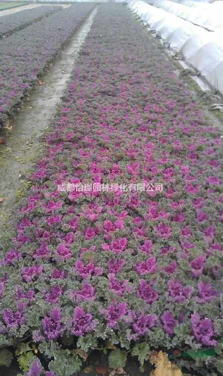 羽衣甘藍最新價格 哪里有羽衣甘藍種植基地 怡璟園林