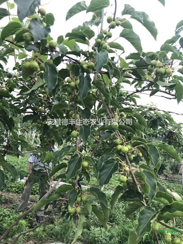 果玩新奇特果樹苗 獼猴桃 軟棗獼猴桃 獼猴桃嫁接苗 價(jià)格實(shí)惠