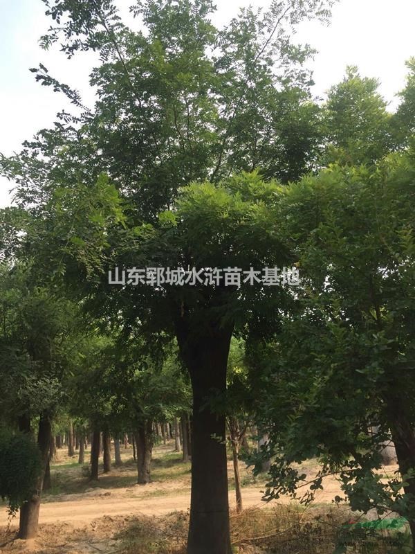 皂角基地批發(fā)價(jià)出售30公分皂角