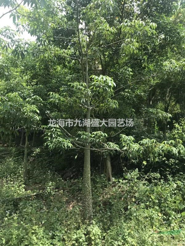 福建美麗異木棉批發(fā) 美人樹價格 木棉樹報價 移植木棉樹