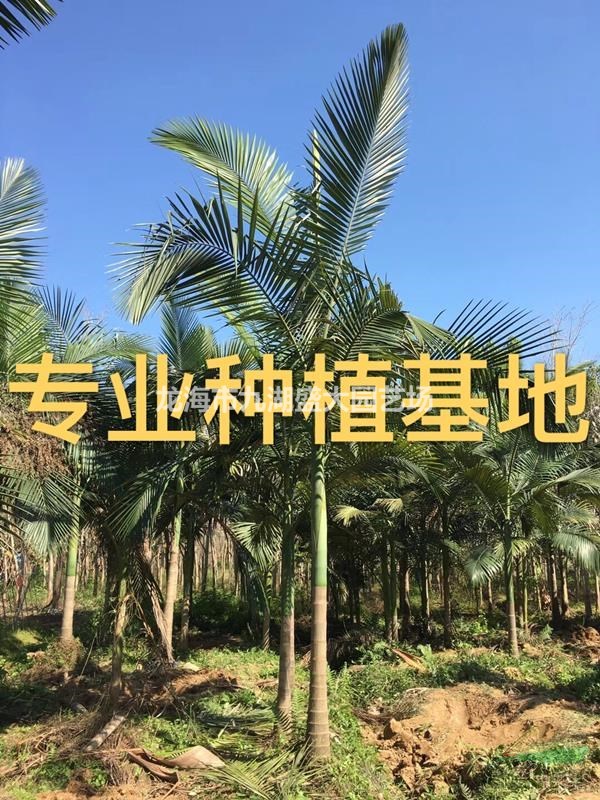福建假檳榔樹 假檳榔價格 假檳榔批發(fā) 假檳榔基地直銷