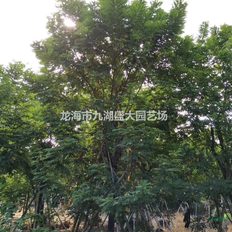 黃花槐價(jià)格 黃花槐報(bào)價(jià) 移植黃花槐批發(fā) 福建基地直銷黃花槐