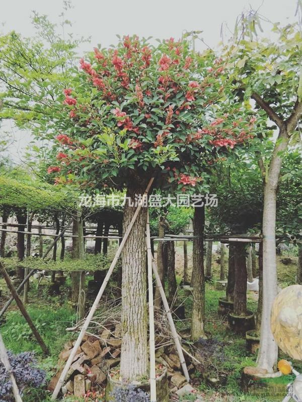 福建雞冠刺桐價(jià)格 雞冠刺桐批發(fā) 移植雞冠刺桐報(bào)價(jià) 