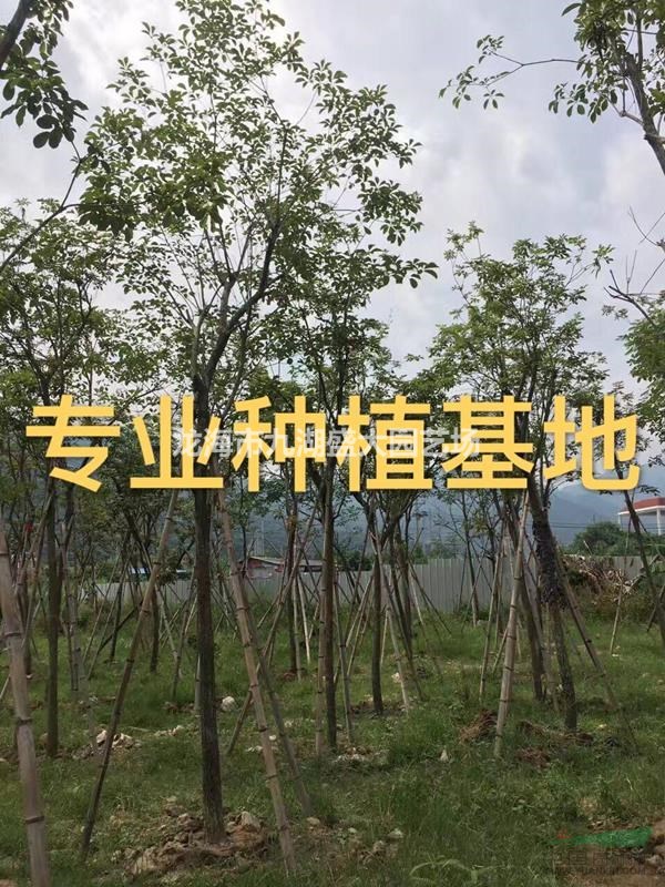 福建黃花風(fēng)鈴木價(jià)格 多花風(fēng)鈴木 少花風(fēng)鈴木 移植黃花風(fēng)鈴木