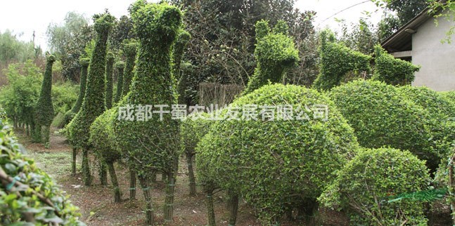 小葉女貞植物造型、不落葉植物造型價格、小葉女貞動物特殊造型、