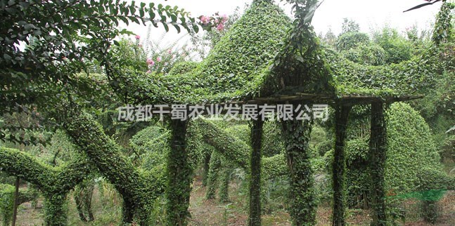 小葉女貞植物造型、不落葉植物造型價格、小葉女貞動物特殊造型、