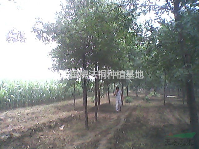 出售一級(jí)18公分皂角樹(shù)