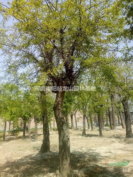 皂角樹(shù) 皂角 南陽(yáng)皂角樹(shù)基地 河南皂角樹(shù)