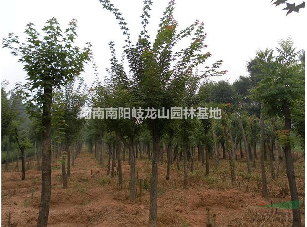 五角楓 五角楓基地 五角楓價格 河南五角楓 南陽五角楓