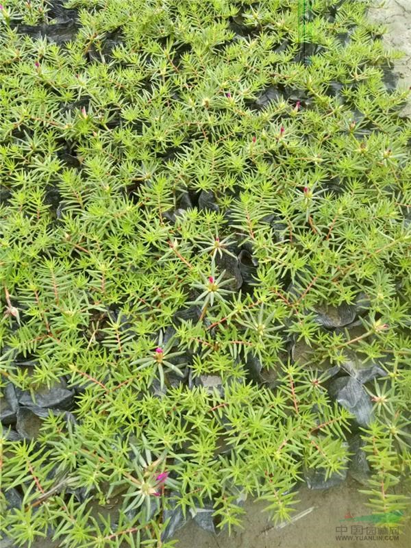 四川太陽花基地批發(fā) 太陽花育苗基地
